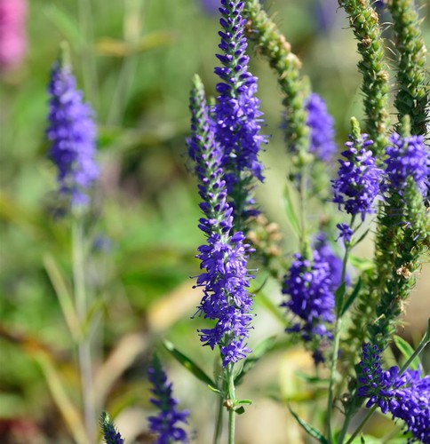 Polsterveronika ulster blue - ulster,