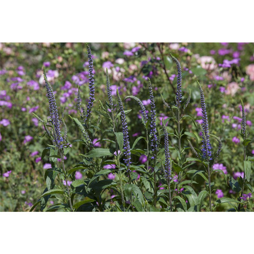 Veronica spicata ulster - spicata, dwarf